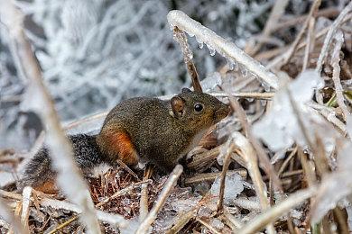 《卧龙》最终体验版2月24日登Steam 支持联机合作